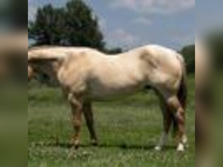 Quarter horse américain Hongre 6 Ans 152 cm Rouan Rouge in Carrolton, MO