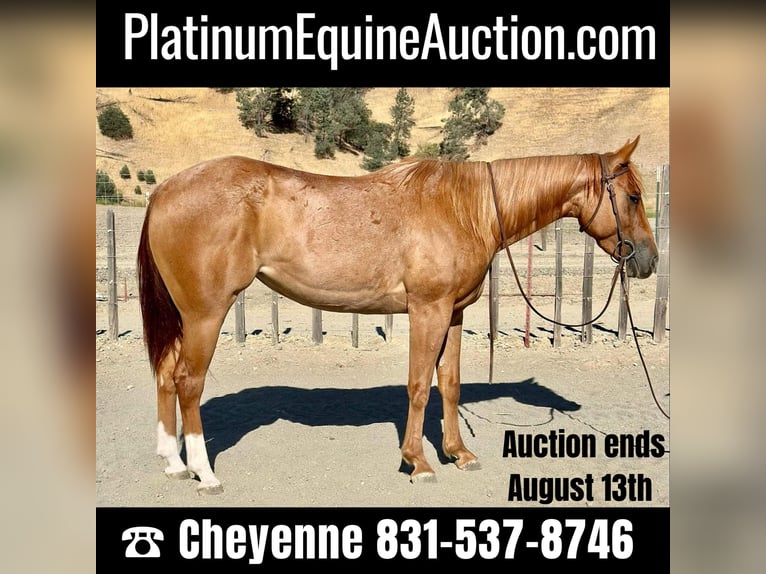 Quarter horse américain Hongre 6 Ans 152 cm Rouan Rouge in King City CA