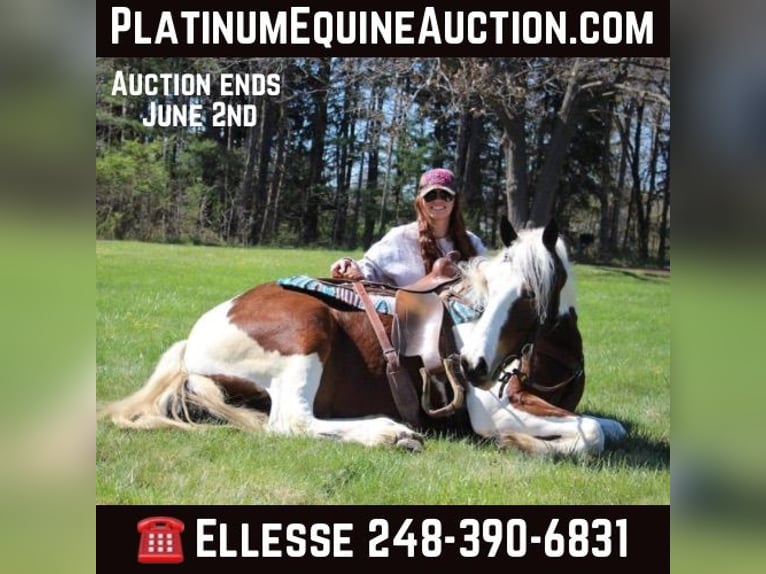 Quarter horse américain Hongre 6 Ans 152 cm Tobiano-toutes couleurs in Howell MI