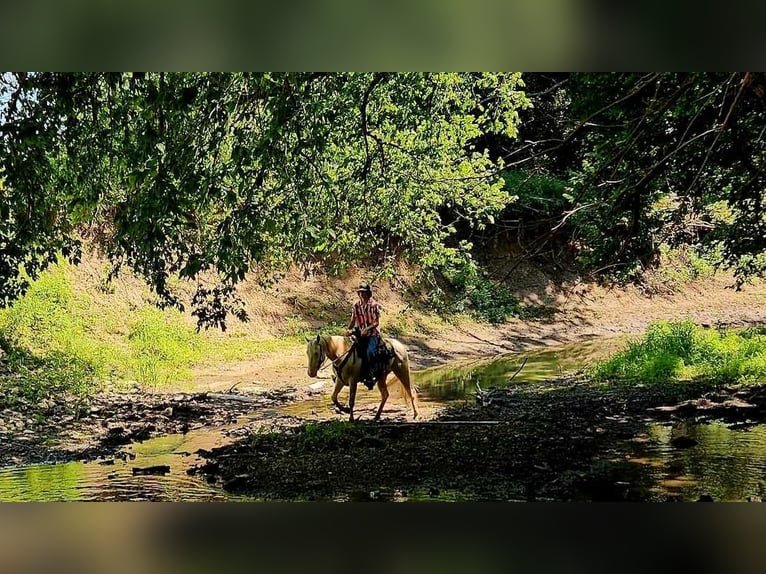 Quarter horse américain Hongre 6 Ans 152 cm in LaCygne, KS