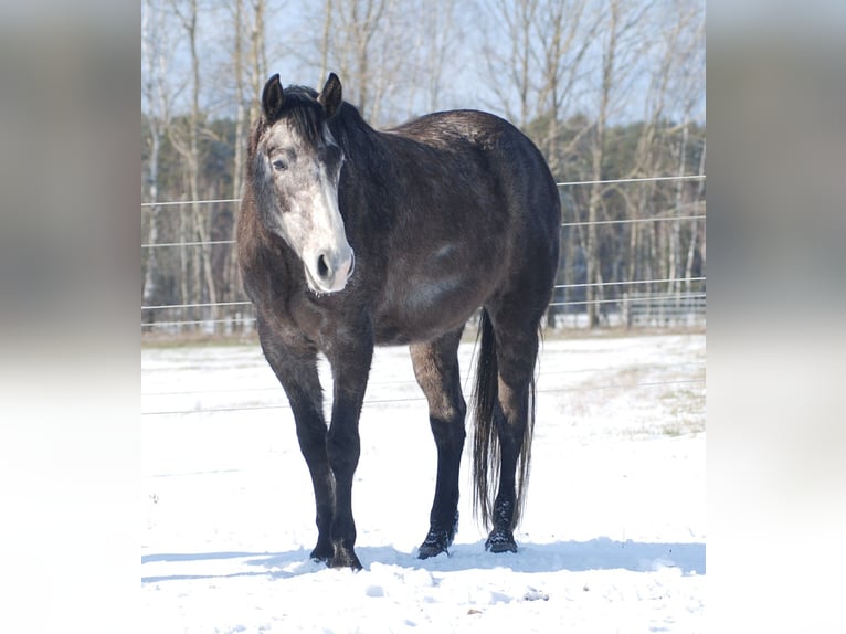 Quarter horse américain Hongre 6 Ans 154 cm Gris noir in Finsterwalde