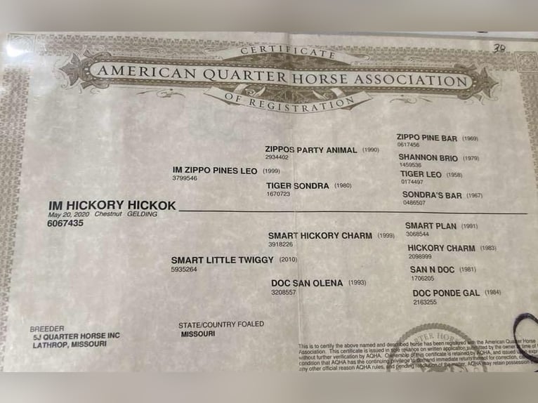 Quarter horse américain Hongre 6 Ans 155 cm Alezan brûlé in Cole Camp, MO