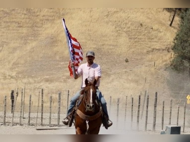 Quarter horse américain Hongre 6 Ans 155 cm Alezan brûlé in Paicines CA