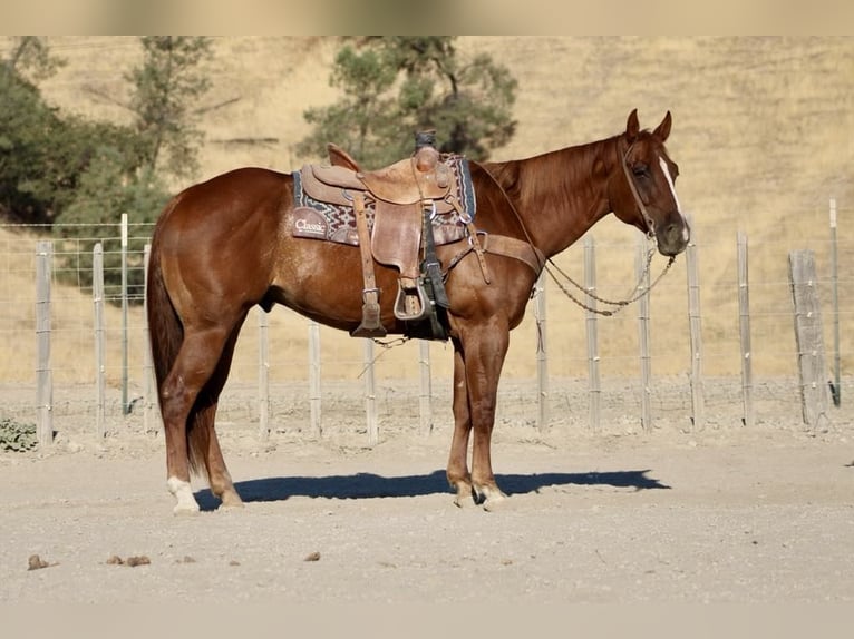 Quarter horse américain Hongre 6 Ans 155 cm Alezan brûlé in Paicines CA