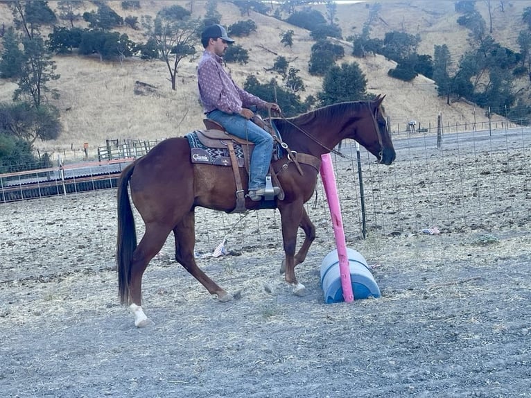 Quarter horse américain Hongre 6 Ans 155 cm Alezan brûlé in Paicines CA