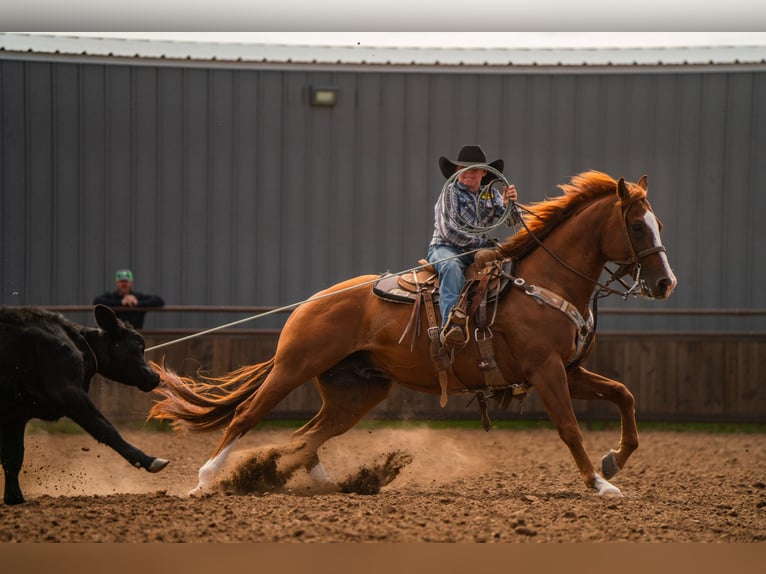 Quarter horse américain Hongre 6 Ans 155 cm Alezan cuivré in Canyon Quarter horse américain Hongre 6 Ans 155 cm Alezan cuivré in Canyon
