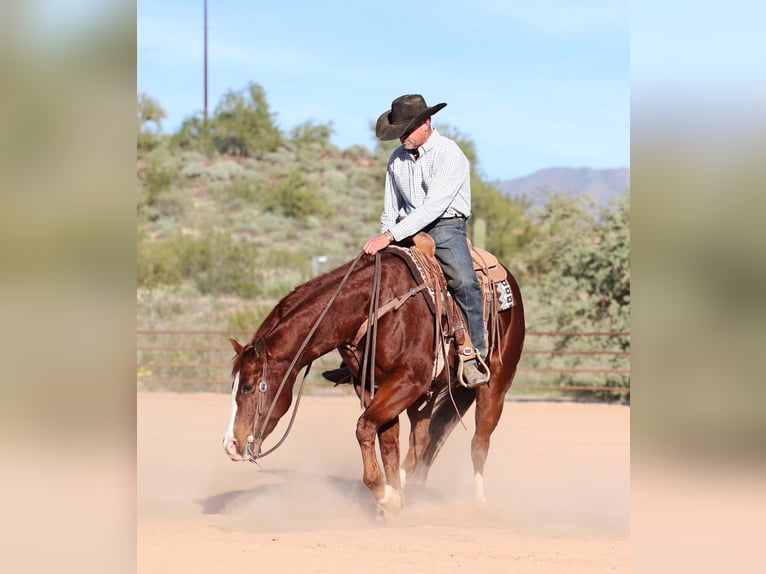 Quarter horse américain Hongre 6 Ans 155 cm Alezan cuivré in Cave Creek