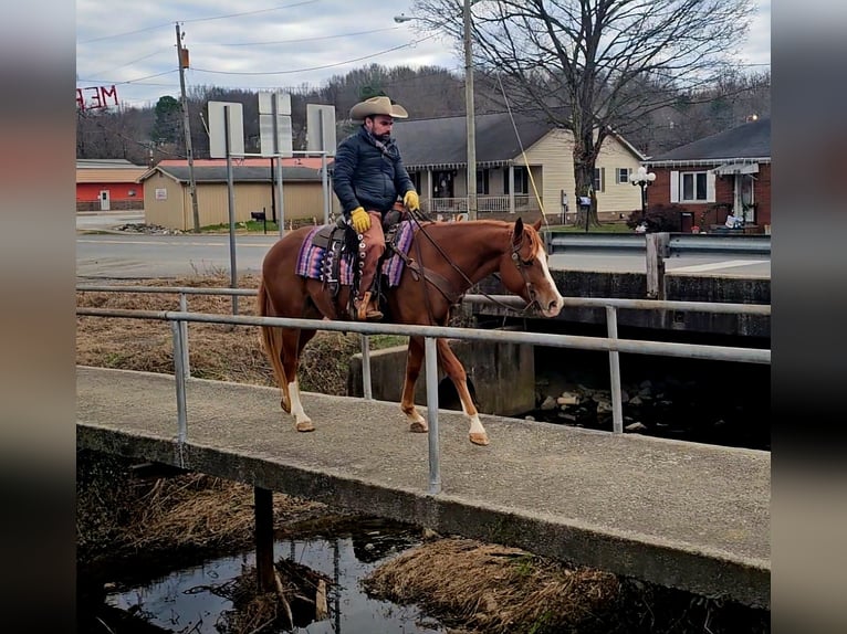 Quarter horse américain Hongre 6 Ans 155 cm Alezan cuivré in Robards