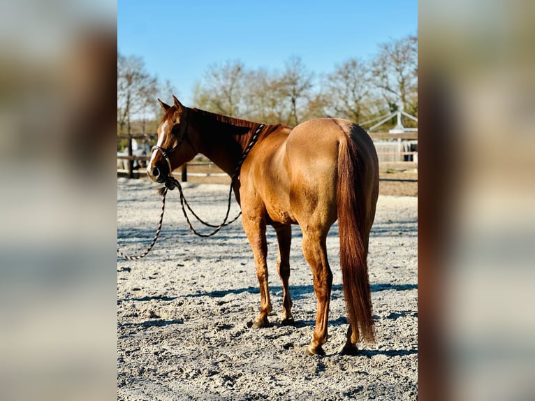 Quarter horse américain Hongre 6 Ans 155 cm Alezan dun in Koberg Quarter horse américain Hongre 6 Ans 155 cm Alezan dun in Koberg