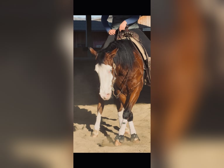 Quarter horse américain Hongre 6 Ans 155 cm Bai brun in Kumberg