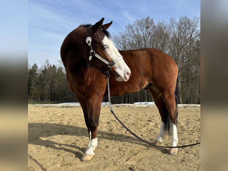 Quarter horse américain Hongre 6 Ans 155 cm Bai brun in Kumberg