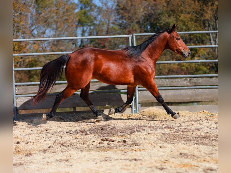 Quarter horse américain Hongre 6 Ans 155 cm Bai cerise in Santa Fe