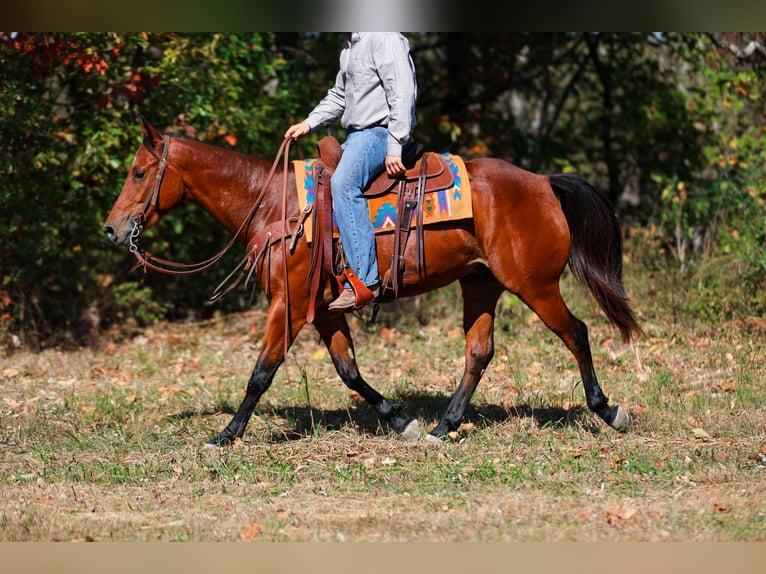 Quarter horse américain Hongre 6 Ans 155 cm Bai cerise in Santa Fe