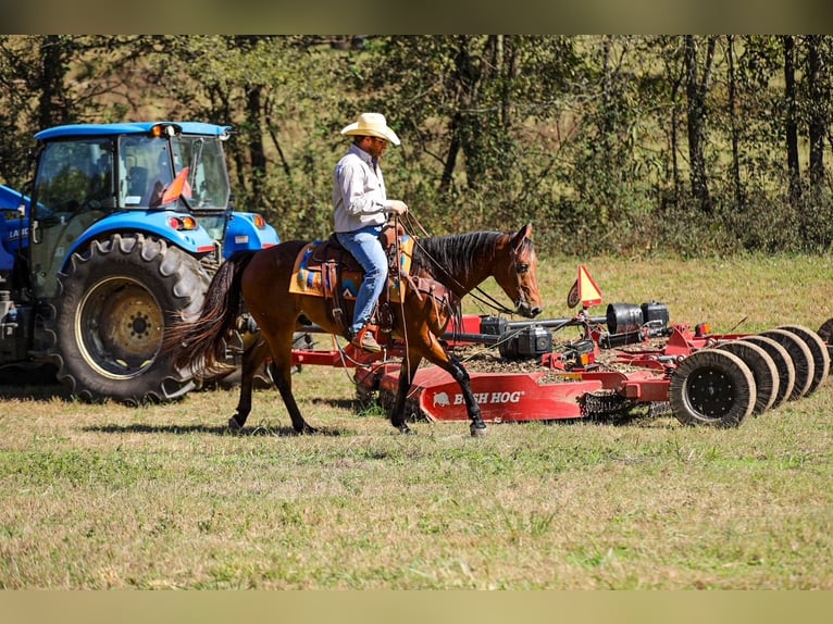 Quarter horse américain Hongre 6 Ans 155 cm Bai cerise in Santa Fe