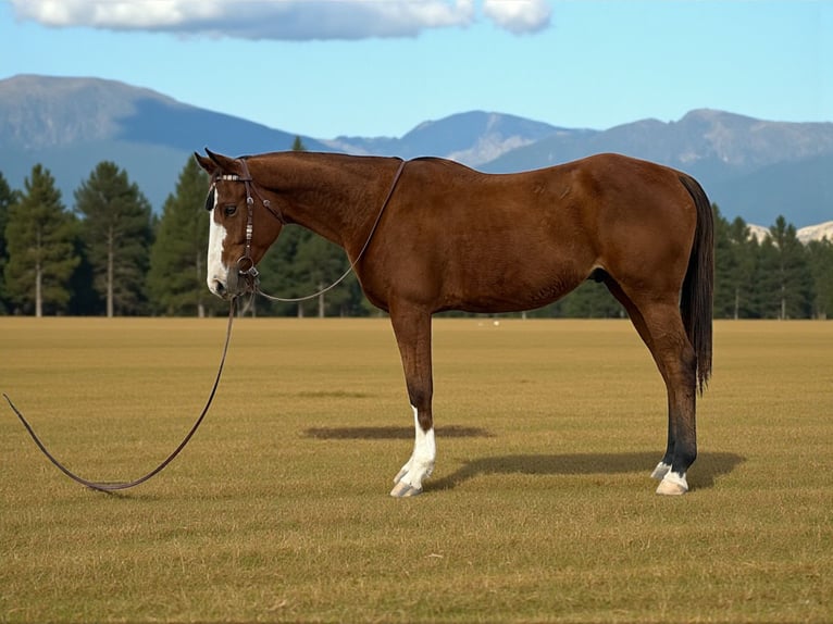 Quarter horse américain Hongre 6 Ans 155 cm Bai cerise in Fort Collins