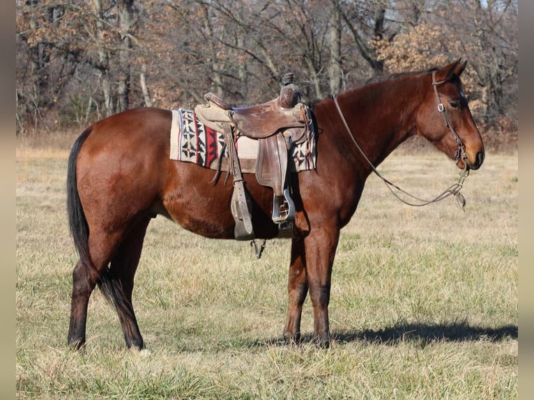 Quarter horse américain Hongre 6 Ans 155 cm Bai cerise in Brownstown IL