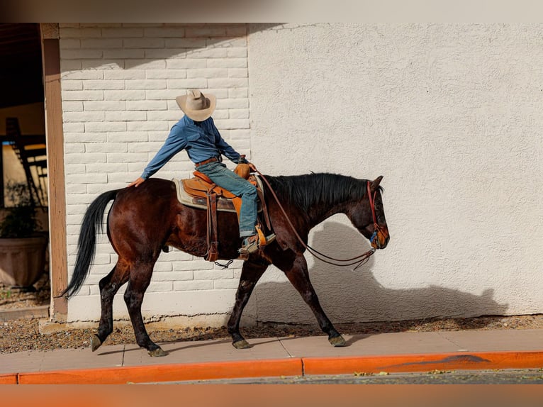 Quarter horse américain Hongre 6 Ans 155 cm Bai cerise in Camp Verde AZ