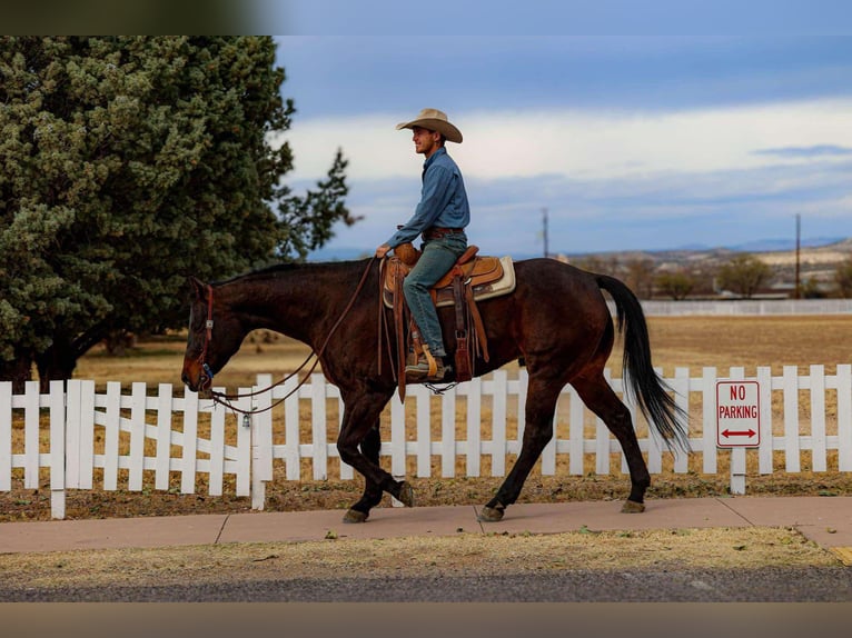 Quarter horse américain Hongre 6 Ans 155 cm Bai cerise in Camp Verde, AZ