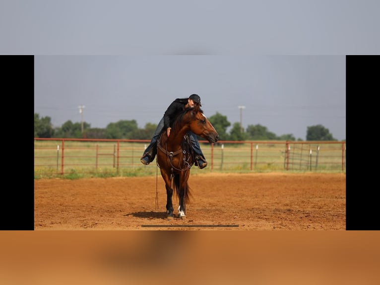 Quarter horse américain Hongre 6 Ans 155 cm Bai cerise in Granbury TX