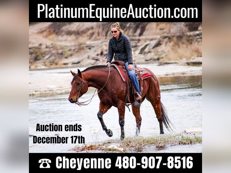 Quarter horse américain Hongre 6 Ans 155 cm Bai cerise in Stephenville TX