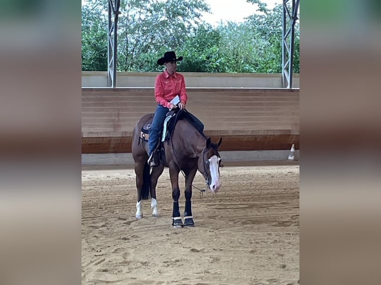 Quarter horse américain Hongre 6 Ans 155 cm Bai in Herrsching am Ammersee