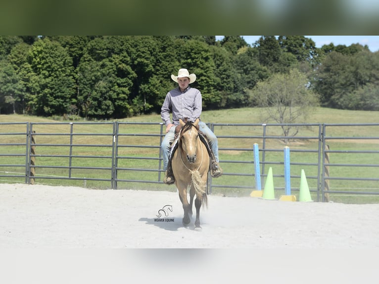 Quarter horse américain Hongre 6 Ans 155 cm Buckskin in Fredericksburg