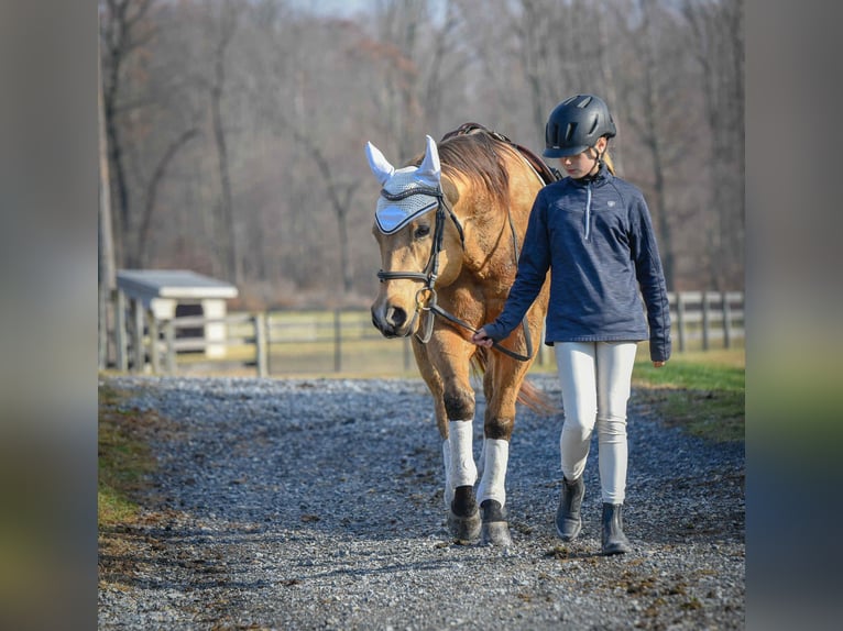 Quarter horse américain Hongre 6 Ans 155 cm Buckskin in New Holland