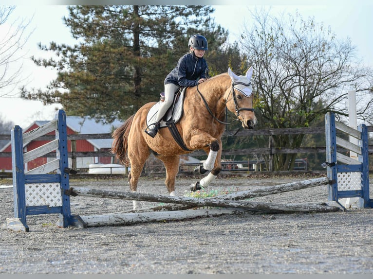Quarter horse américain Hongre 6 Ans 155 cm Buckskin in New Holland