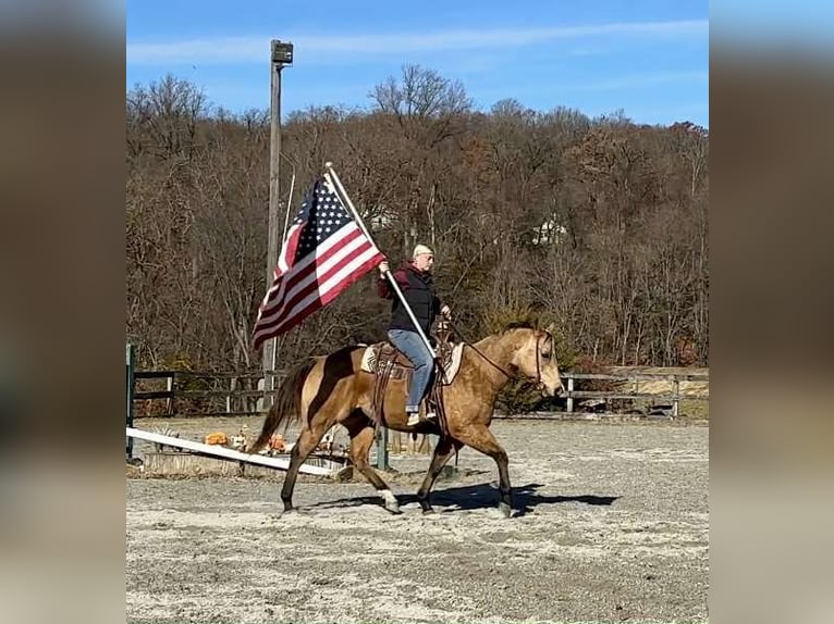 Quarter horse américain Hongre 6 Ans 155 cm Buckskin in New Holland