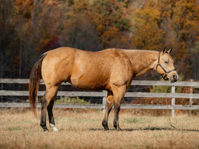 Quarter horse américain Hongre 6 Ans 155 cm Buckskin in New Holland