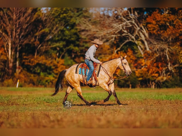 Quarter horse américain Hongre 6 Ans 155 cm Buckskin in Lyles