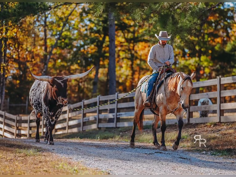 Quarter horse américain Hongre 6 Ans 155 cm Buckskin in Lyles