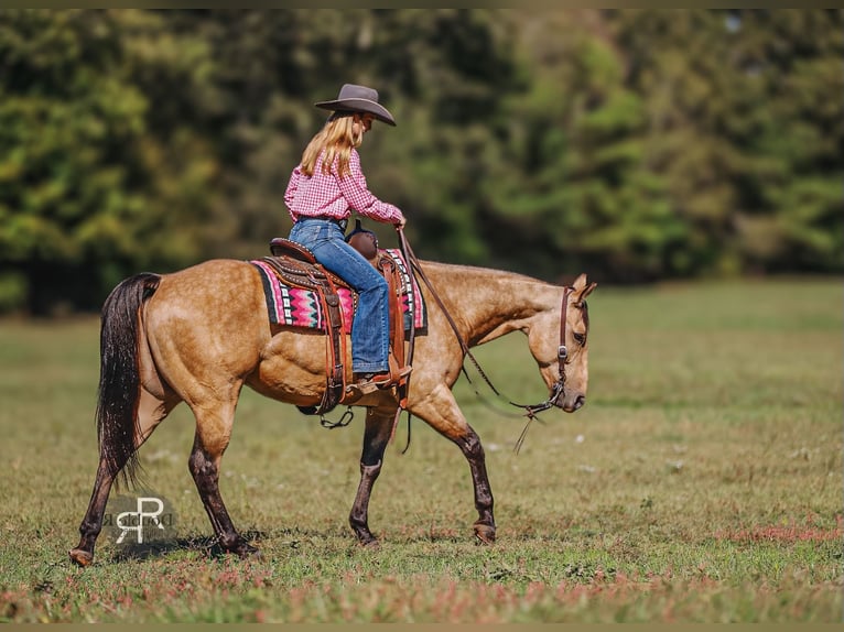Quarter horse américain Hongre 6 Ans 155 cm Buckskin in Lyles