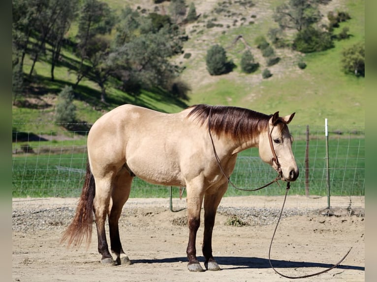 Quarter horse américain Hongre 6 Ans 155 cm Buckskin in Tres Pinos