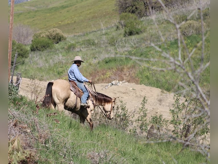 Quarter horse américain Hongre 6 Ans 155 cm Buckskin in Tres Pinos