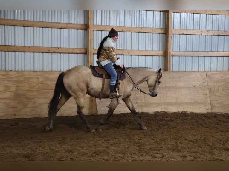 Quarter horse américain Hongre 6 Ans 155 cm Buckskin in Howell, MI