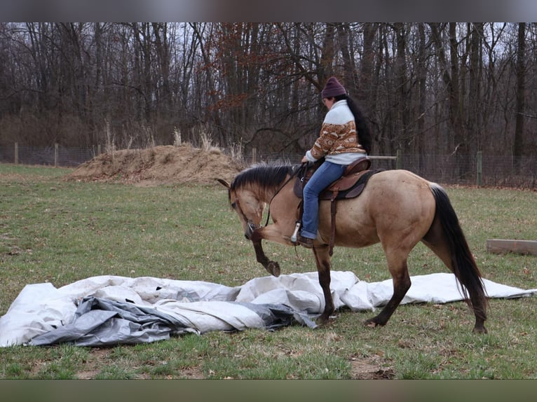 Quarter horse américain Hongre 6 Ans 155 cm Buckskin in Howell, MI