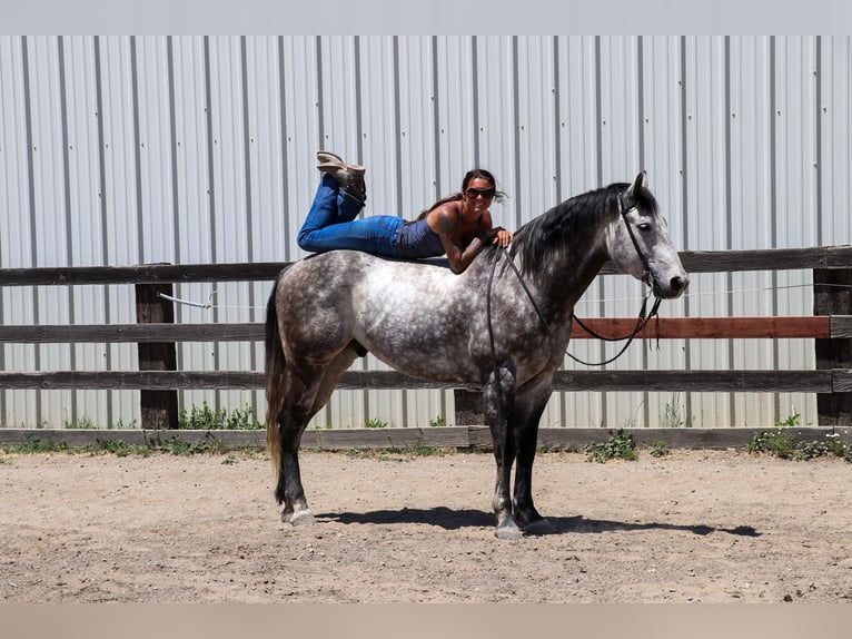 Quarter horse américain Hongre 6 Ans 155 cm Gris pommelé in Pleasant Grove CA