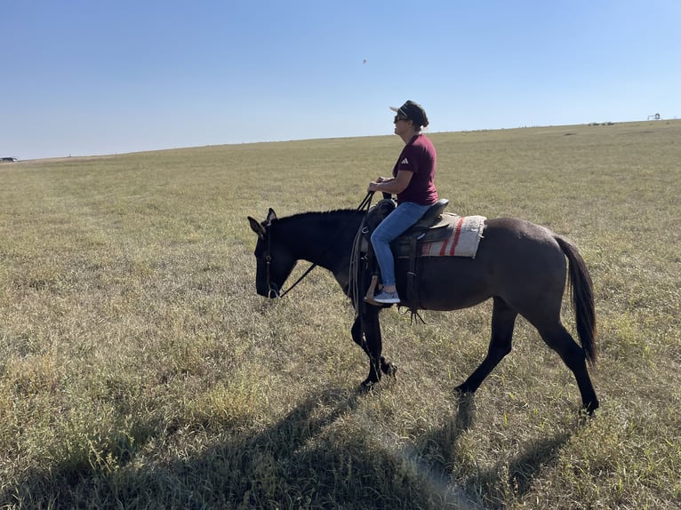 Quarter horse américain Hongre 6 Ans 155 cm Gris in Whitewood