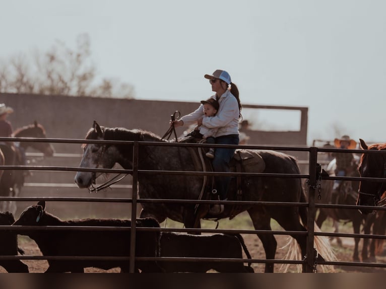 Quarter horse américain Hongre 6 Ans 155 cm Gris in Whitewood