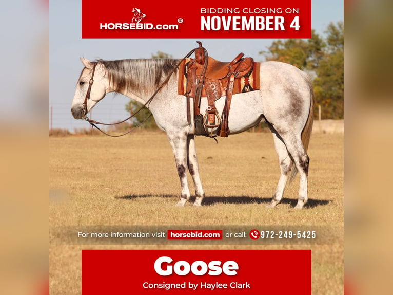 Quarter horse américain Hongre 6 Ans 155 cm Gris in Grand Saline