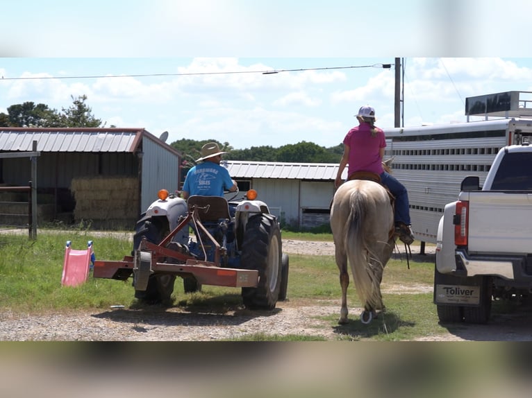 Quarter horse américain Hongre 6 Ans 155 cm Gris in Kaufman, TX