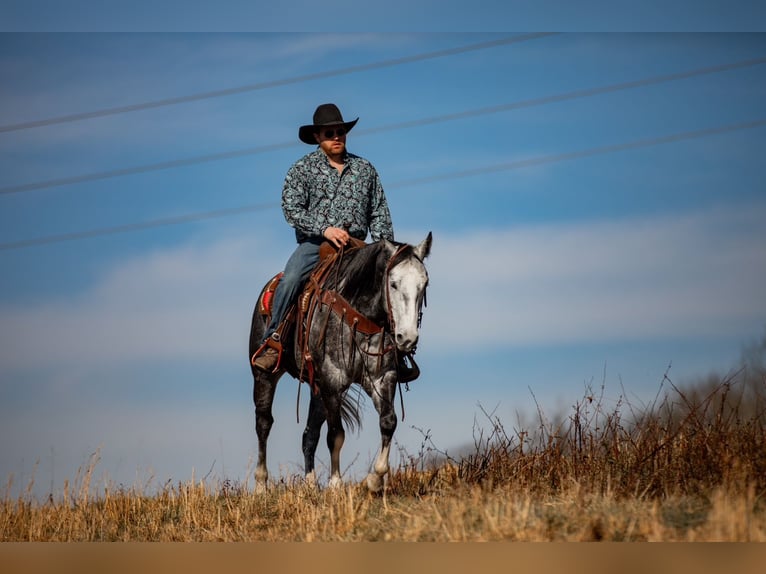 Quarter horse américain Hongre 6 Ans 155 cm Gris in Santa Fe