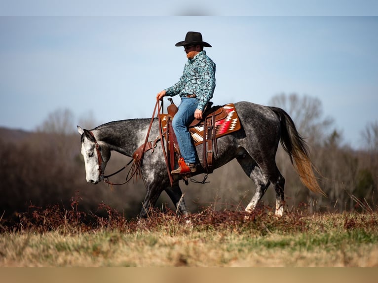 Quarter horse américain Hongre 6 Ans 155 cm Gris in Santa Fe