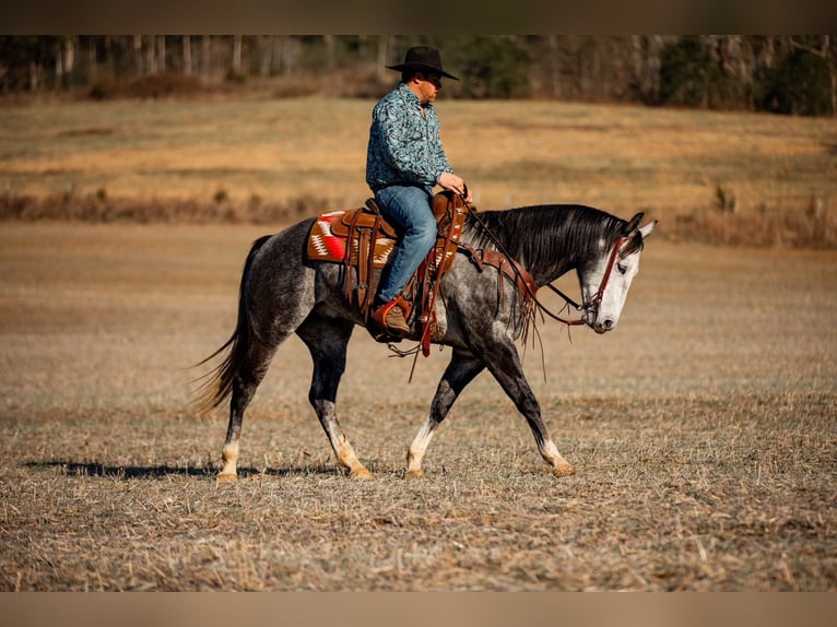 Quarter horse américain Hongre 6 Ans 155 cm Gris in Santa Fe