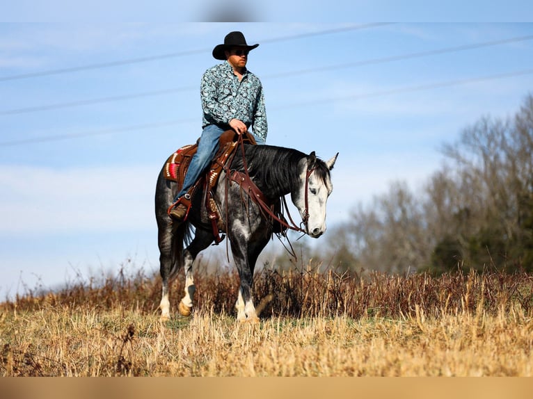 Quarter horse américain Hongre 6 Ans 155 cm Gris in Santa Fe