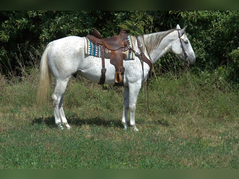 Quarter horse américain Hongre 6 Ans 155 cm Gris in Princeton MO