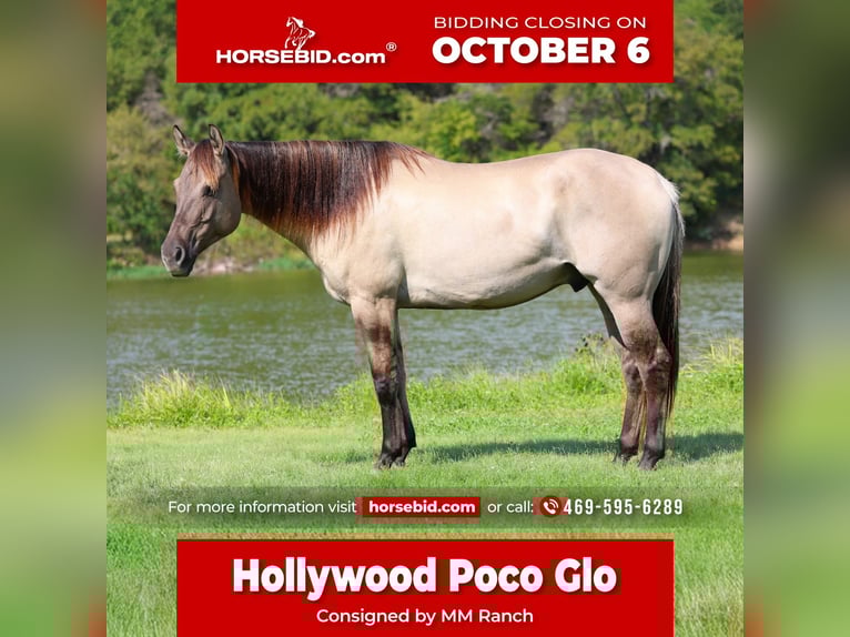 Quarter horse américain Hongre 6 Ans 155 cm Grullo in Forney