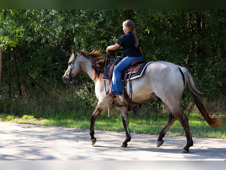 Quarter horse américain Hongre 6 Ans 155 cm Grullo in Forney