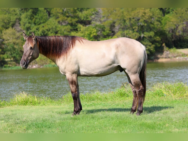 Quarter horse américain Hongre 6 Ans 155 cm Grullo in Forney